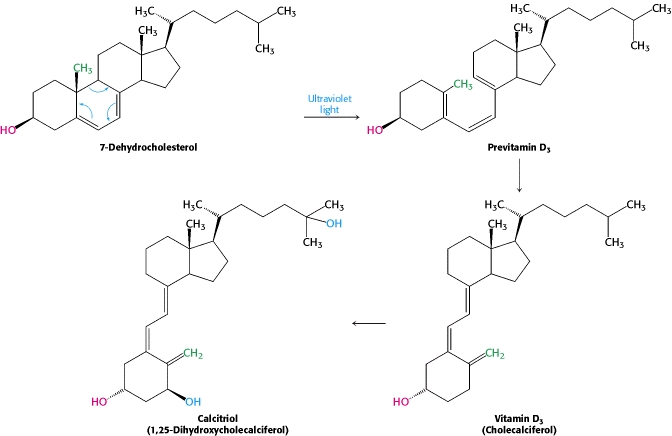 What compounds are derived from cholesterol? + Example